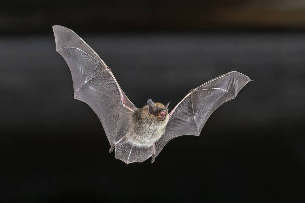 istock Whiskered Bat flying in Natural Environment 2204972358