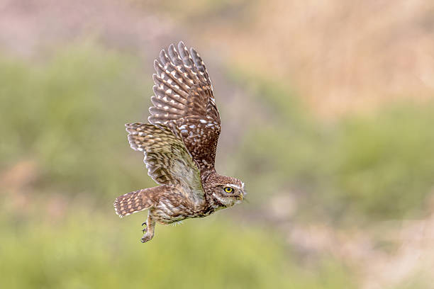istock Little Owl flying on Bright Background 2204972458