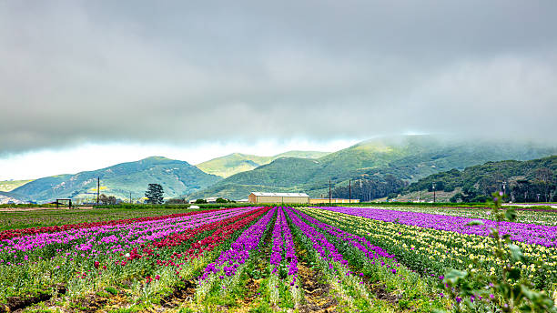 istock Sweet Peas flowers 2204972695