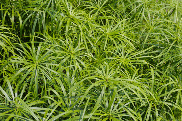 istock Cyperus involucratus plant in pond 2204972828