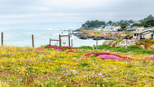 Wild flowers bloom in California coastline