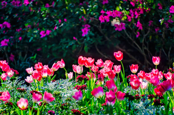 Tulips bloom, March 4, 2022, in Theodore, Alabama.