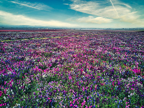 Lompoc, California is renowned for the exquisite blooms of Sweet Peas flowers.