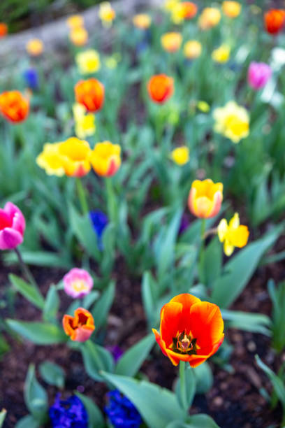 Full bloom tulips in the daytime