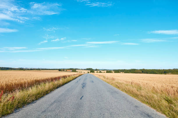 A peaceful rural scene featuring a solitary road cutting through golden fields under a clear blue sky. Taken in Denmark, this image highlights the beauty and tranquility of nature.
