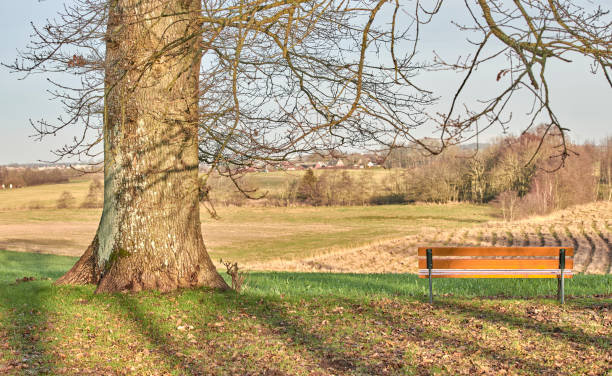 Beautiful rural scenery in Denmark featuring a wooden bench near a large tree overlooking fields, perfect for relaxation and copying space in nature.