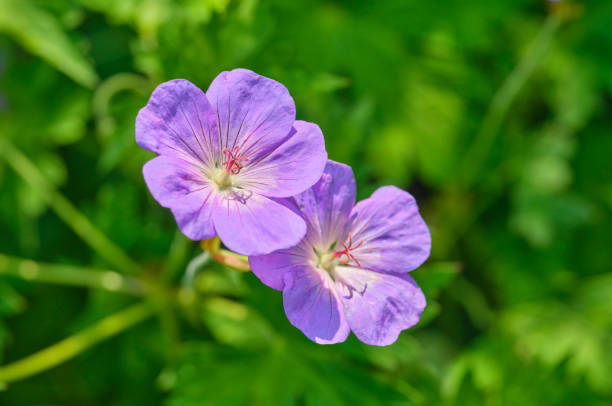 Purple flowers bloom vividly on a bright summer day, showcasing nature's beauty. The scene embodies the serene charm of Denmark's countryside during the spring and early summer seasons.