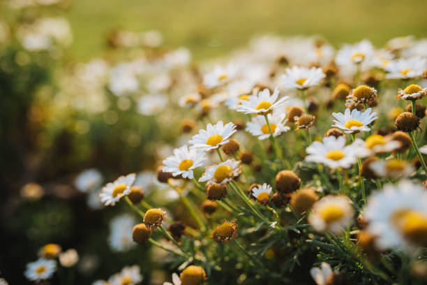 istock Wild herb meadow with flowering chamomile 2204977227