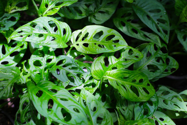 istock Monstera adansonii, showing its characteristic fenestrated leaves 2204977996