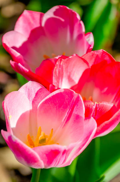 Tulips bloom, March 4, 2022, in Theodore, Alabama.