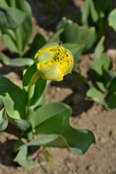 Double tulip yellow flower - Latin name - Tulipa Yellow Pomponette