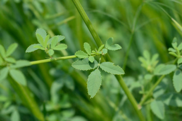 istock Yellow sweet clover 2204981848
