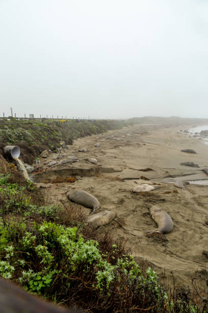 istock Elephant seals on the beach 2204982936