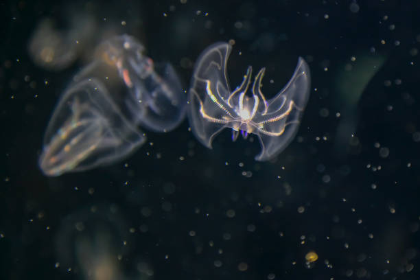 tiny clear jellyfish floating around in an aquarium