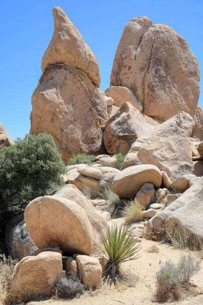 istock Joshua tree national park, California 2204982987