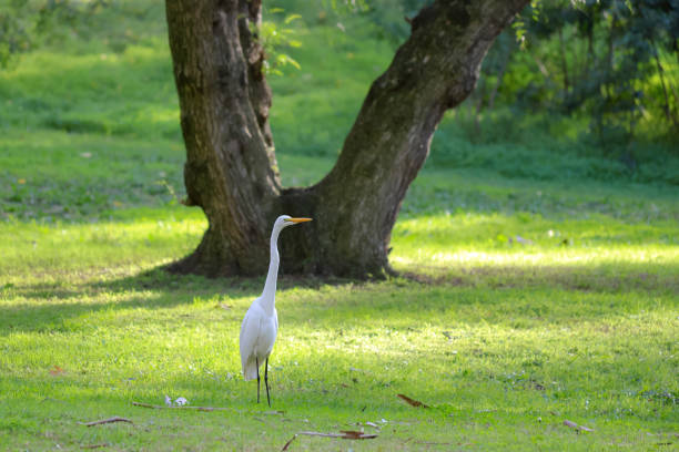 istock Great white heron at a local park 2204983003