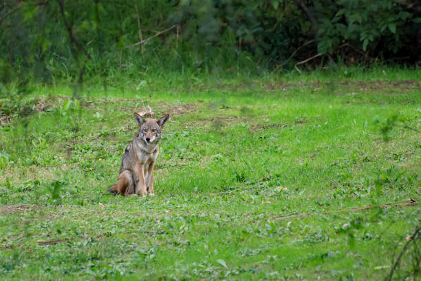 A coyote cautiously looking out for humans at a local park