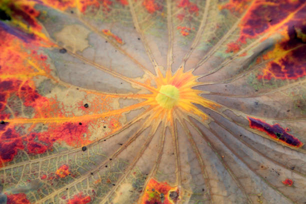 Lotus leaves veins, closeup of photo