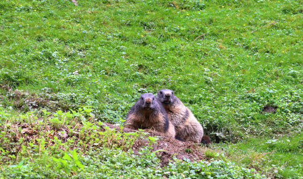 Marmots fighting on the grassland,Wild animal In The Qinghai–Xizang Plateau,China,Asia.Qinghai Tibet Plateau.Groundhog.
