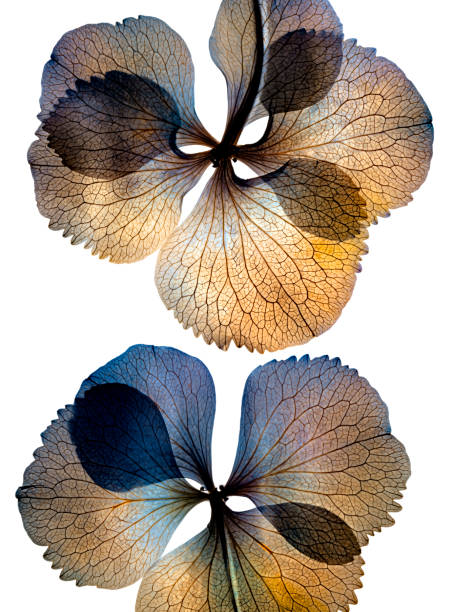istock Dried pressed flower petals hydrangea macrophylla on white background 2204984661