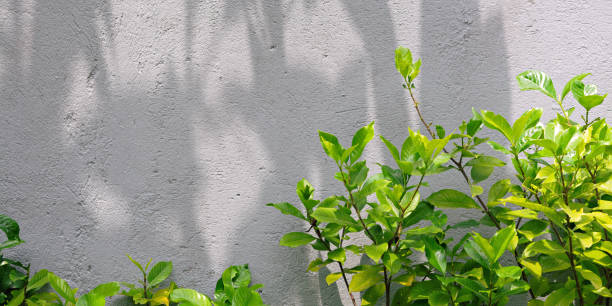 A bright green bush with young leaves against a light wall. Shadows create a striking interplay of light and nature.