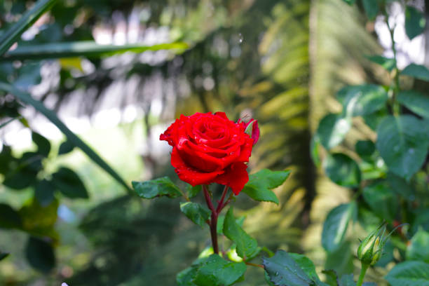 Beautiful rose flower in the garden