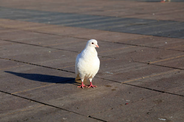 istock Dove walking on the ground 2204985628