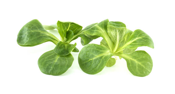 istock Fresh Green Lamb's Lettuce on White Background 2204986618