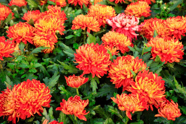 istock chrysanthemum in the garden 2204988223