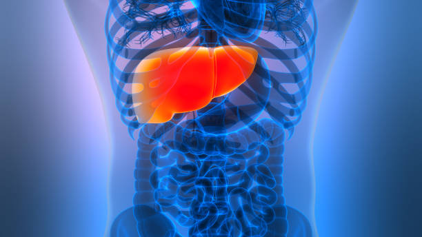 istock Human Internal Digestive Organ Liver Anatomy 2204988419