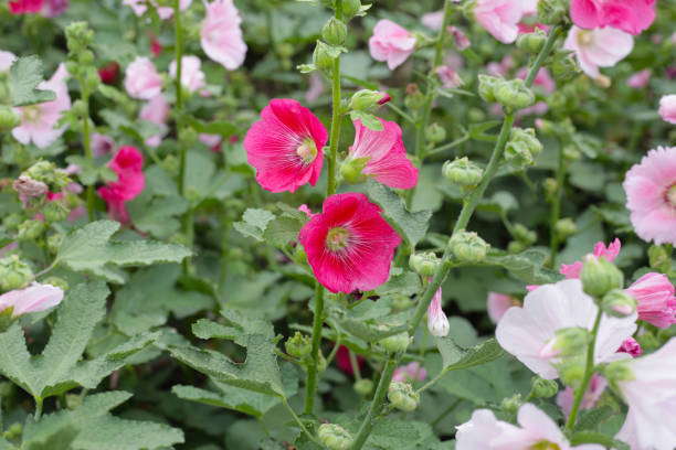 istock Beautiful hollyhock flower in the park 2204988768