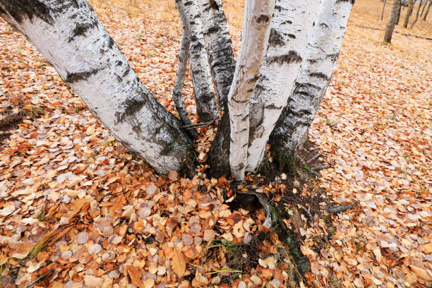 Silver birch in the wild