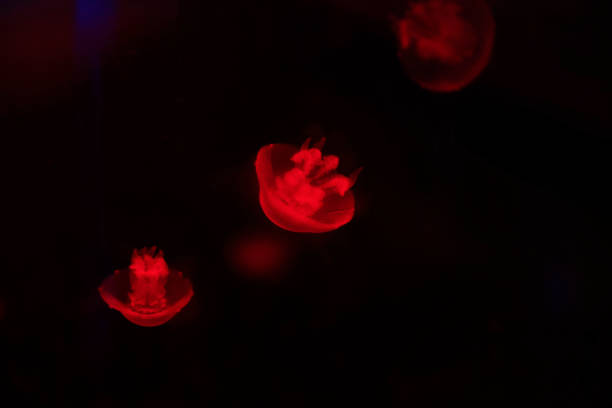 istock jellyfish in the aquarium 2204990851