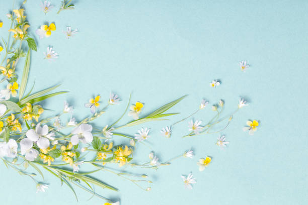 istock wild flowers on paper background 2204992236
