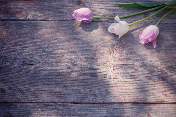 tulips on old wooden background