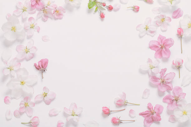 istock pink and white apple flowers on white background 2204992251