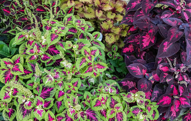 istock Striking Colors of Nature's Coleus 2204992488