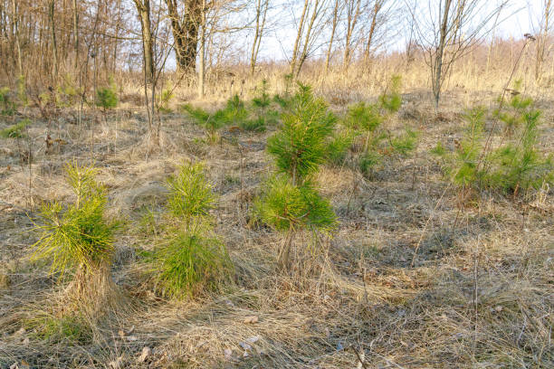 istock Young pine trees growing in a dry field 2204993355