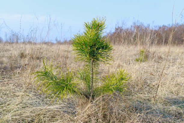 istock Young pine tree growing in dry grassland 2204993429