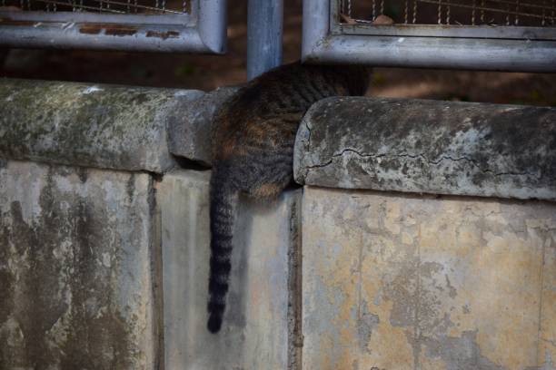 istock Cats in Caracas 2204994045