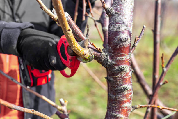 istock A gardener trims the branches of a fruit tree with electric pruning shears. Tree shaping in the garden in spring 2204994434