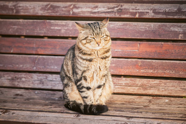 Stray cat sleeping on a wooden bench.