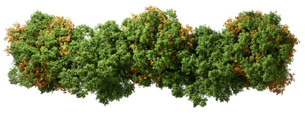 istock From above view woods trees greenery and yellowed leafs isolated white backgrounds 3d render 2204994684