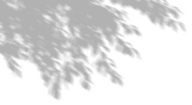 istock Isolated shadow trees branch leaves movement shade serene on white backgrounds 3d render 2204994689