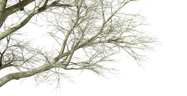 Isolate woods tall dried tree branch composition on white backgrounds 3d illustration