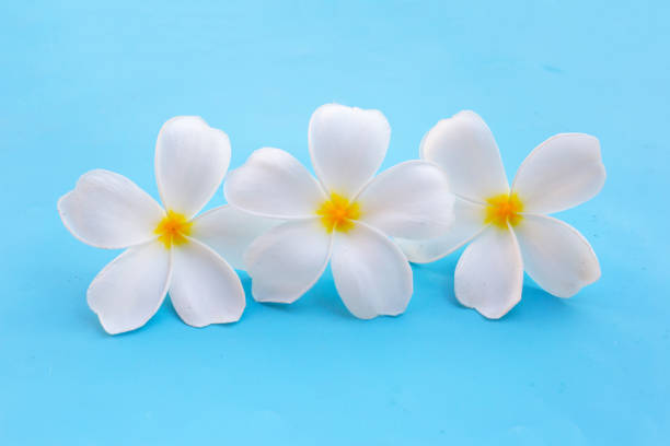 Plumeria or frangipani flower on blue background.