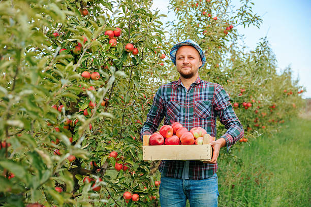 istock Man harvesting apples in orchard during sunny day with blue sky 2204994814