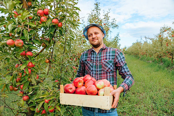 istock Farmer harvesting fresh apples in an orchard on a sunny day 2204994819