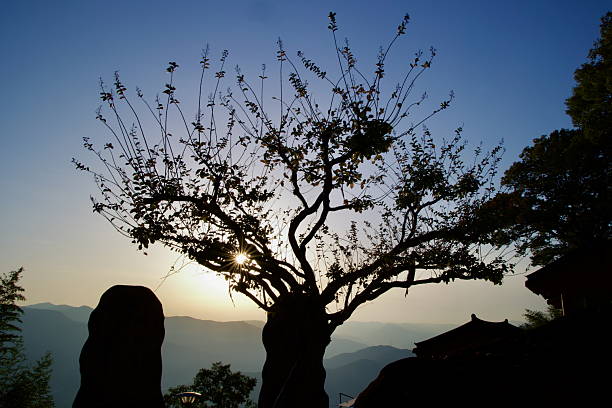 Gurye County, South Korea - October 3, 2021: The setting sun peeks through the branches of a lone tree at Saseongam Hermitage, casting a dramatic silhouette against the mountainous backdrop.