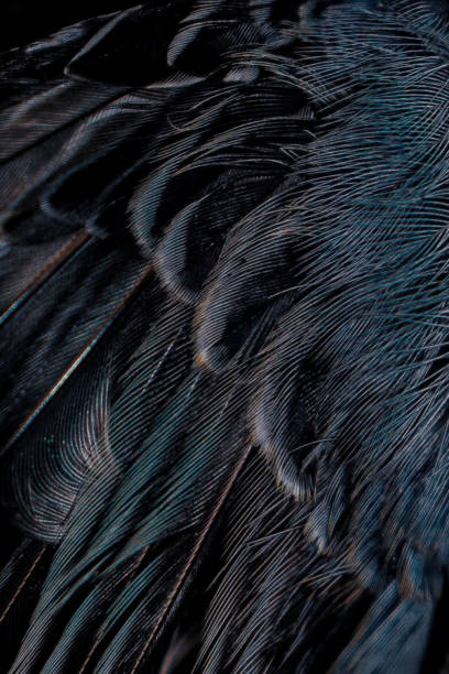 The image features a detailed close-up of dark feathers showcasing intricate natural textures and patterns. The dark tones are complemented by subtle blue and green highlights, creating a unique and organic visual impact.